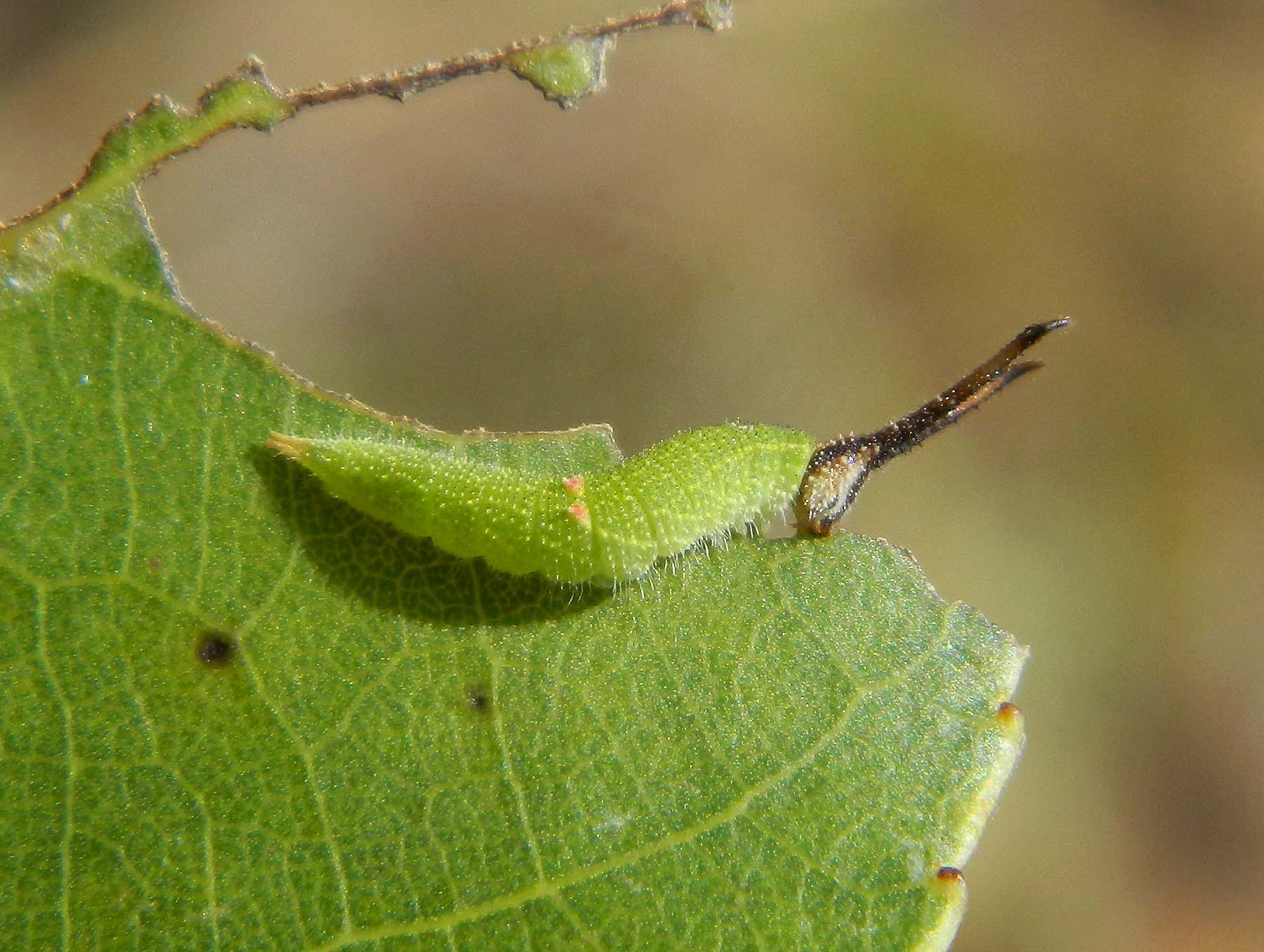 Apatura ilia d''autunno